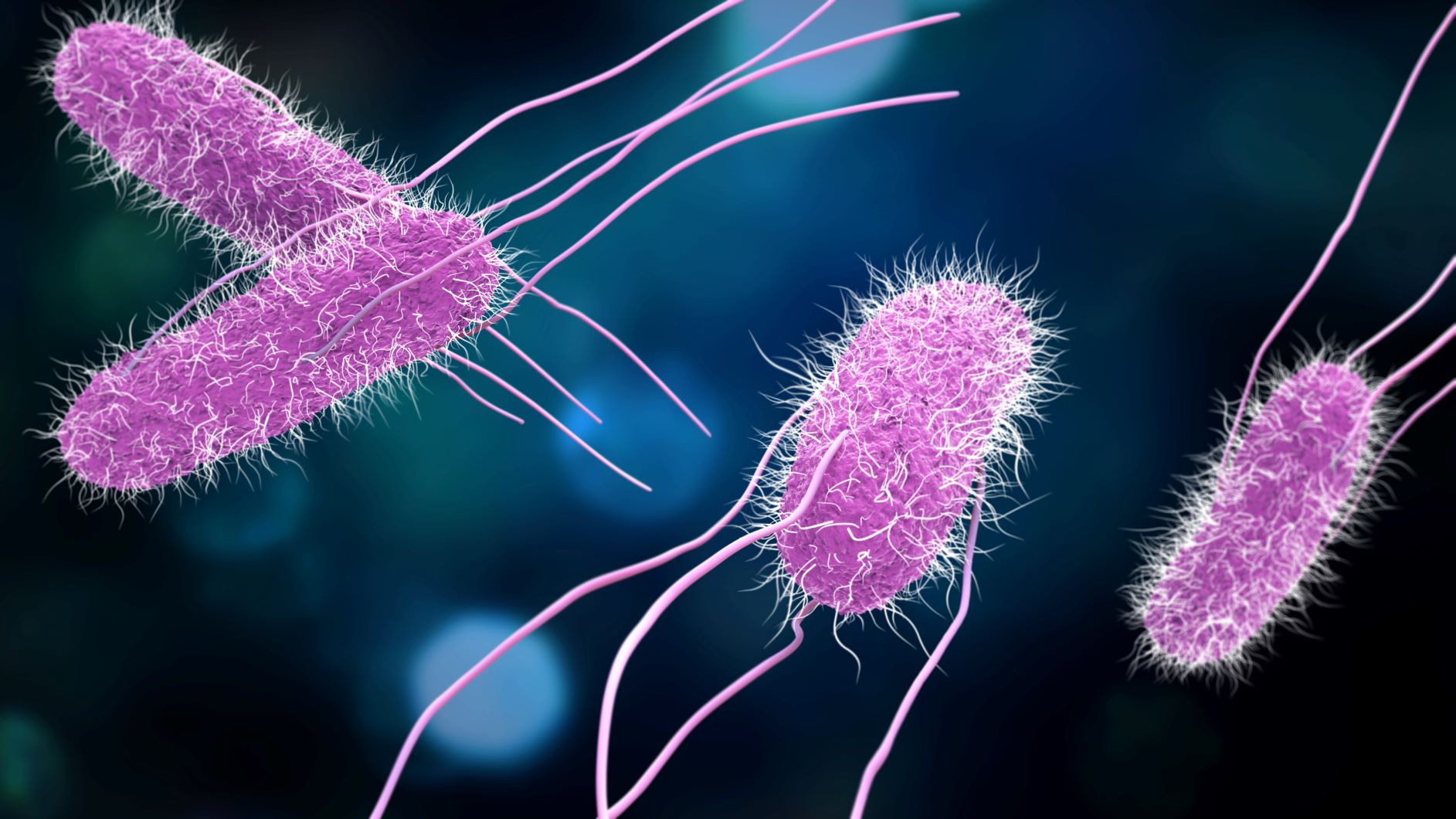 Scientific Name For Salmonella Food Poisoning